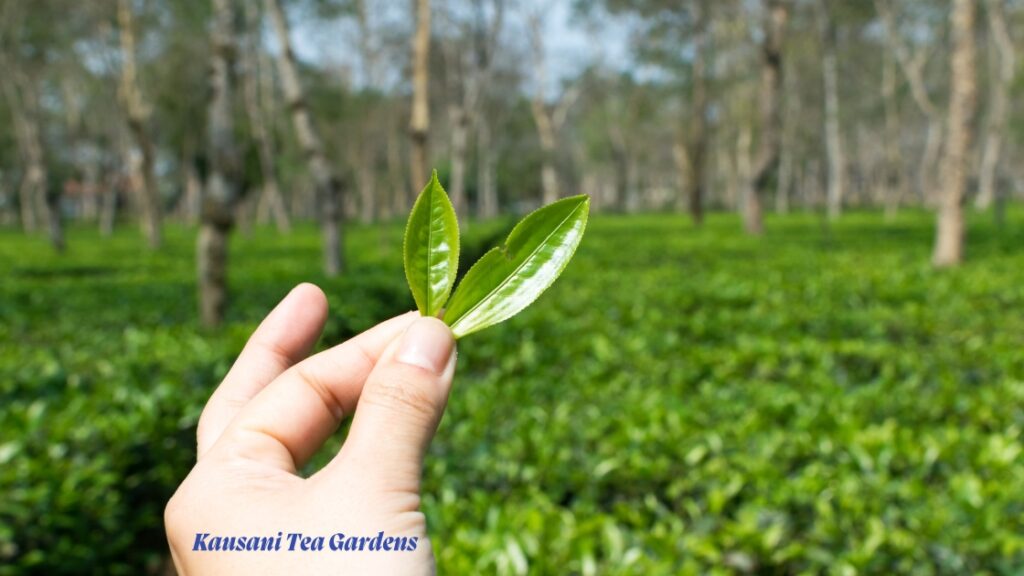 Kausani Tea Gardens