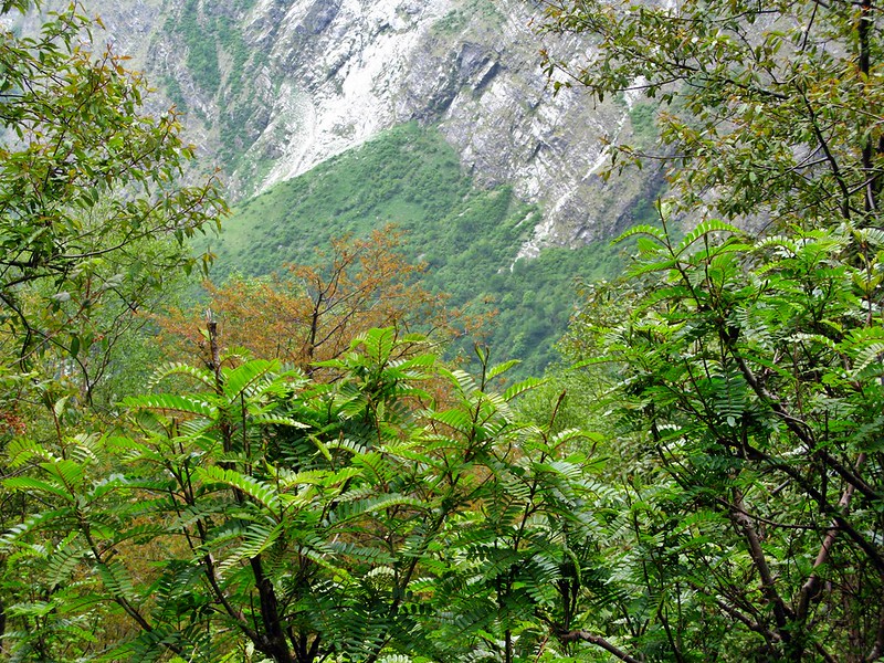 Valley of Flowers 