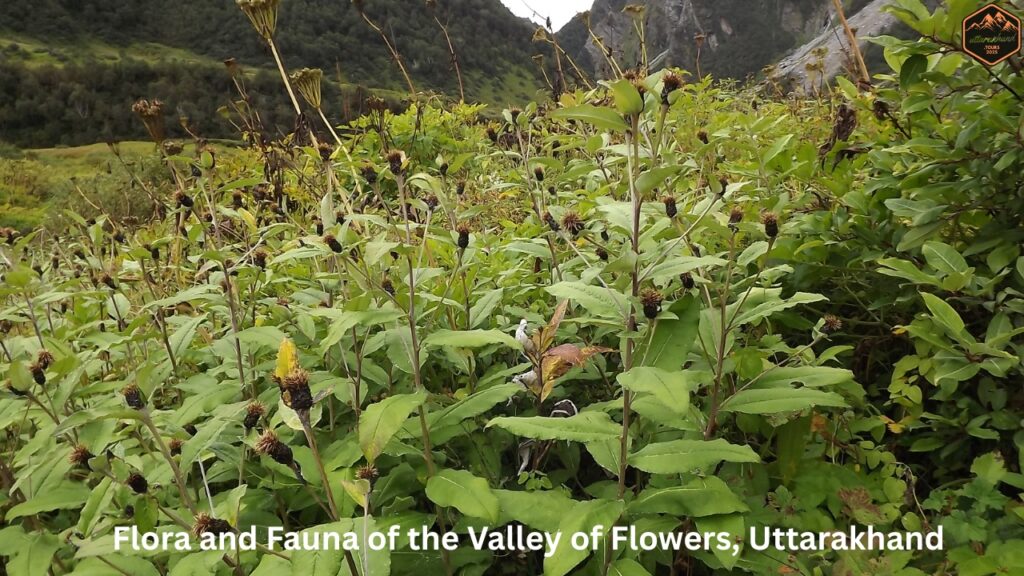 Flora and Fauna of the Valley of Flowers, Uttarakhand