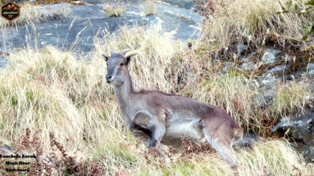 Kanchula Korak Musk Deer Sanctuary
