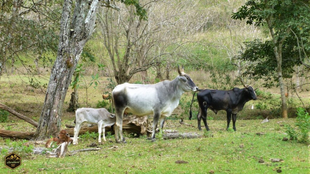 Local Flora and Fauna