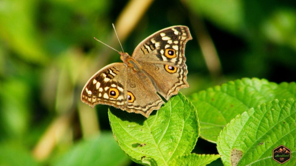 Flora, Fauna