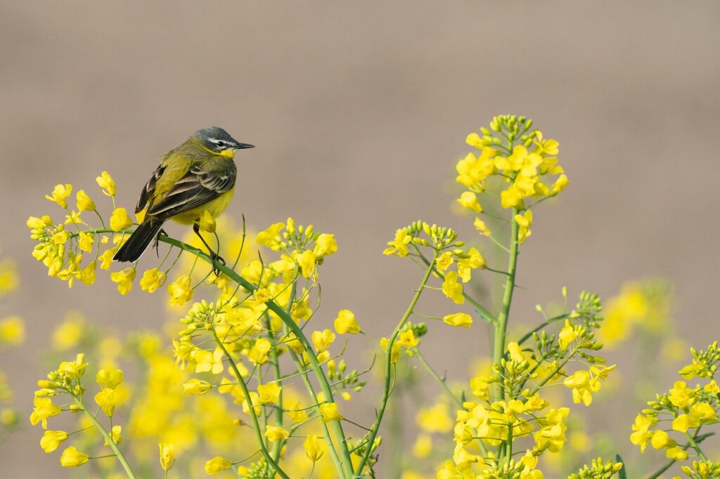 Flora, Fauna, and Scenic Highlights