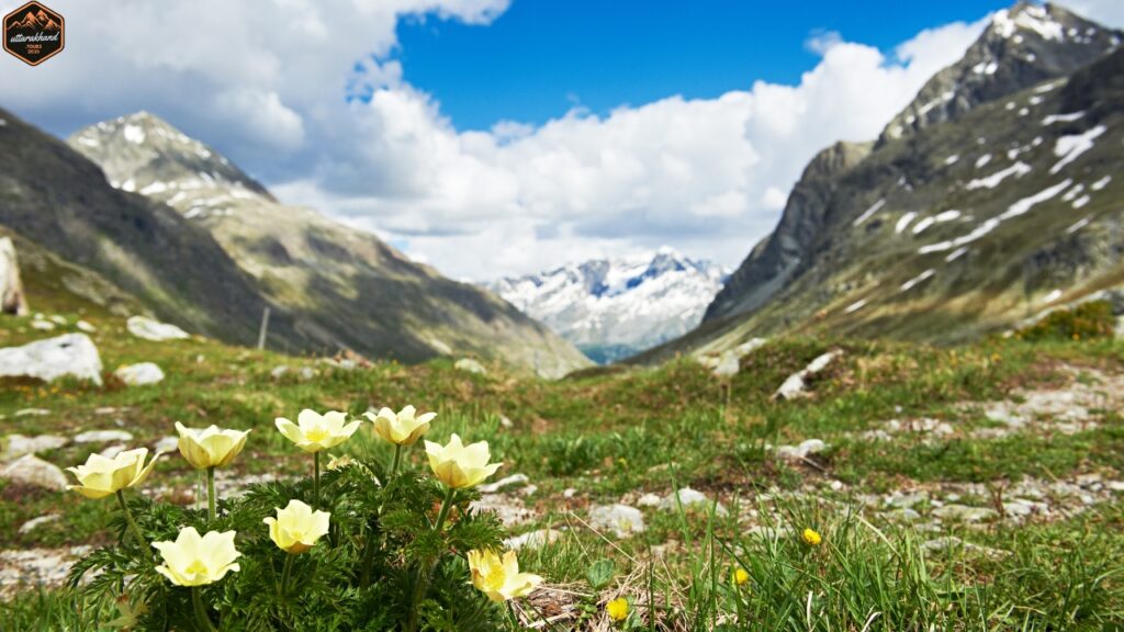 Valley of Flowers Trek