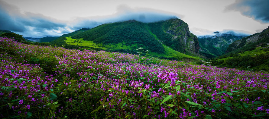 Valley of Flowers Trek Guide