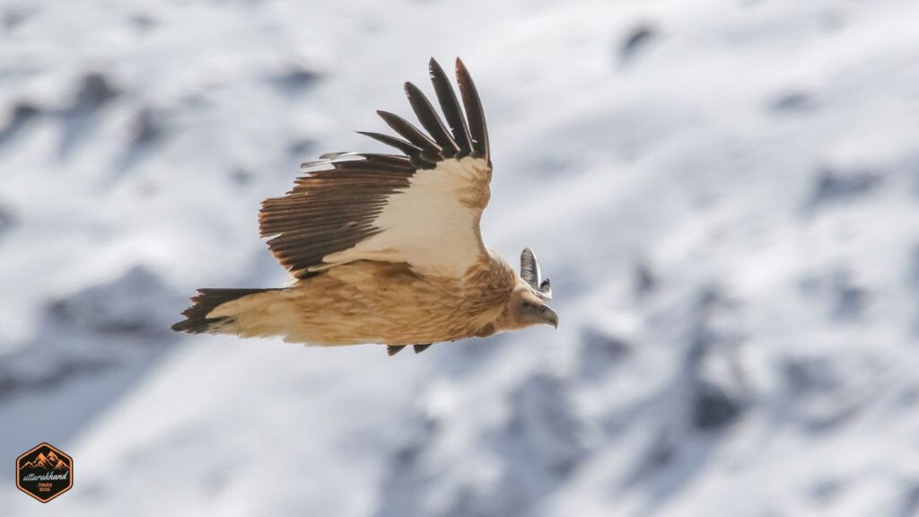 Himalayan Griffon