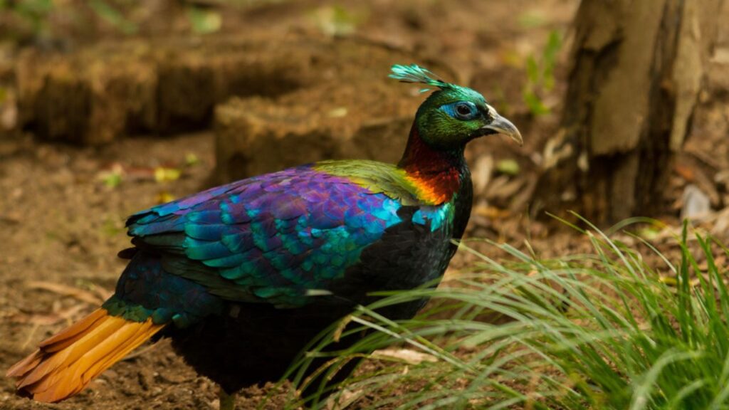Himalayan Monal