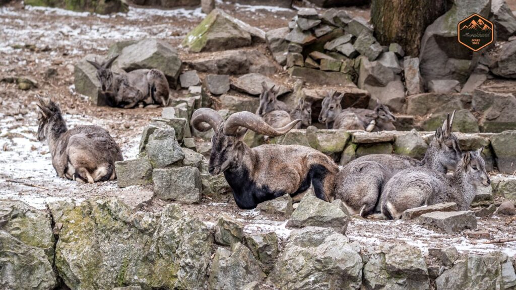 Himalayan blue sheep