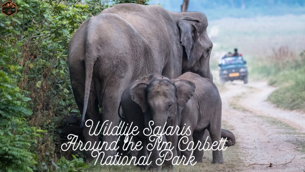Wildlife Safaris Around the Jim Corbett National Park