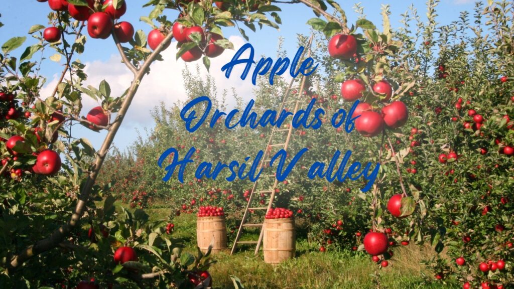 Wandering the Apple Orchards of Harsil Valley