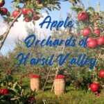 Wandering the Apple Orchards of Harsil Valley
