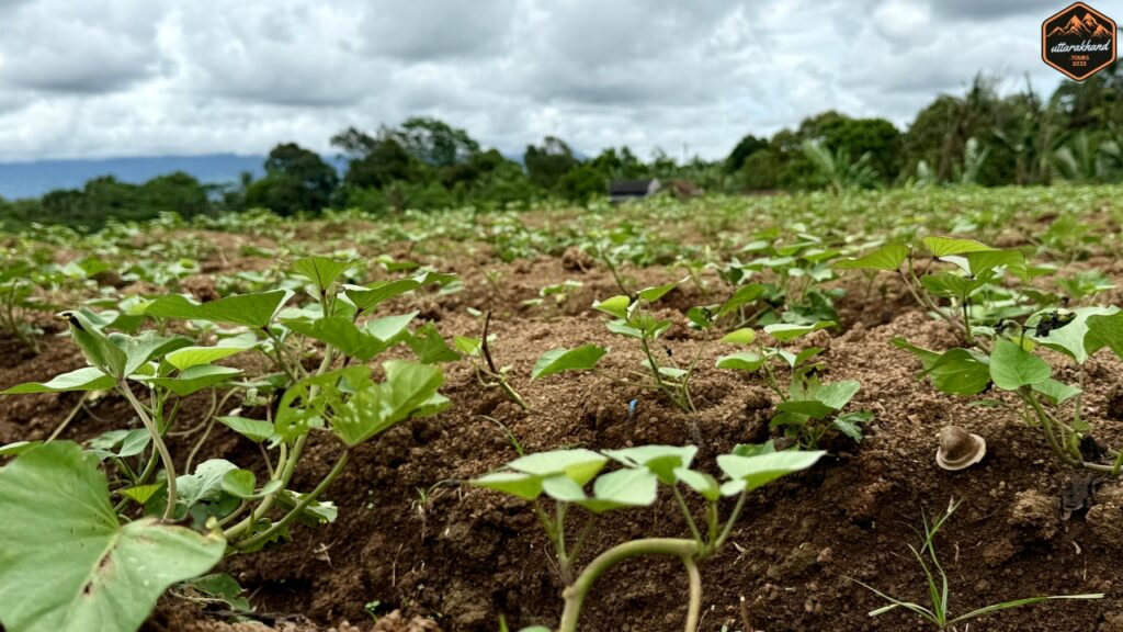 Balanti Potato Farm
