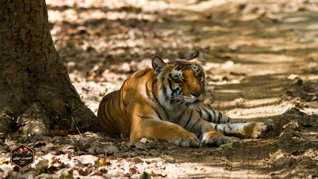 Jim Corbett National Park