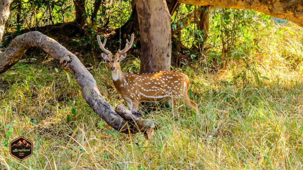 Rajaji National Park
