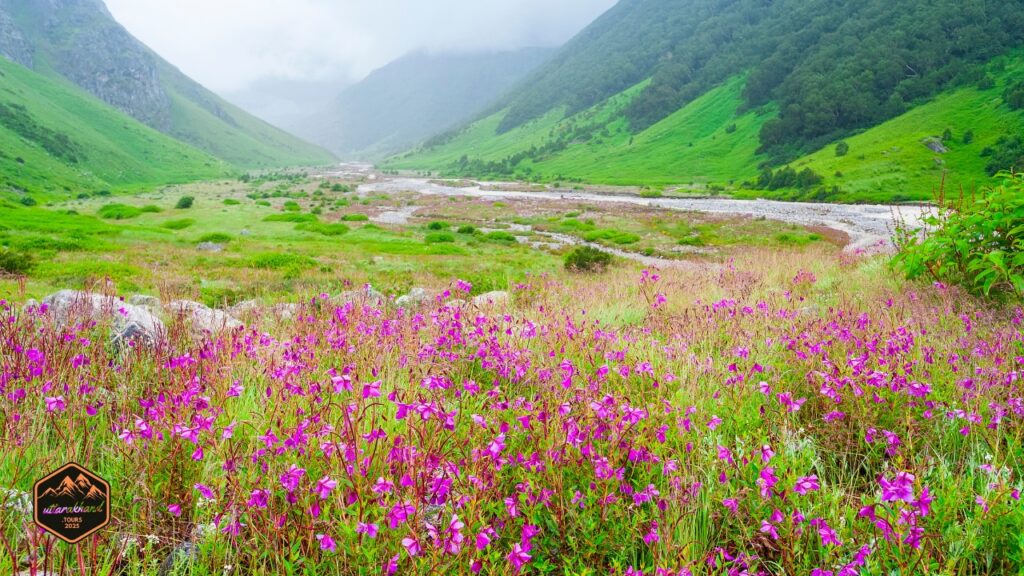 Valley of Flowers National Park