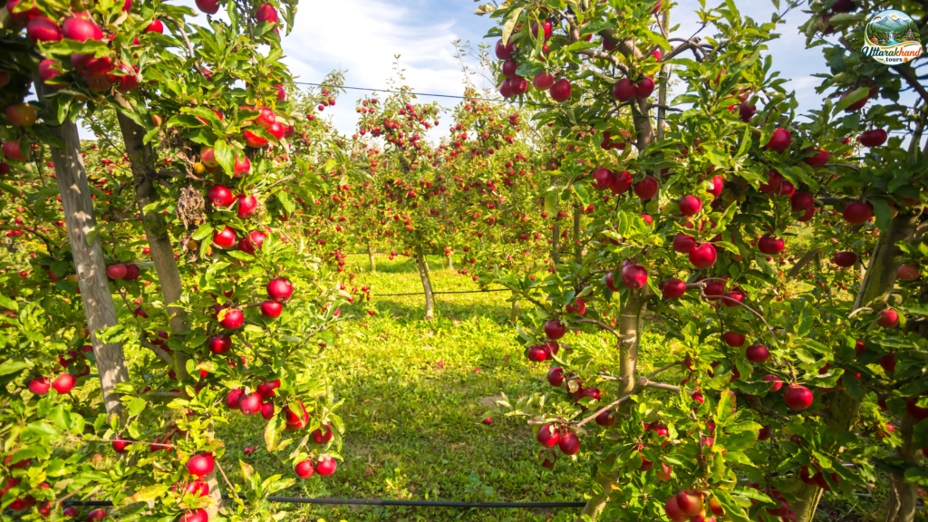 Dhanaulti's Apple Orchards